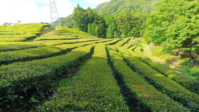 地旅商品画像